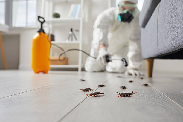 Commercial Rodent Management in Yuba City